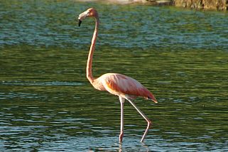 Phoenicopterus ruber - Kubaflamingo (Roter Flamingo, Flamingo)